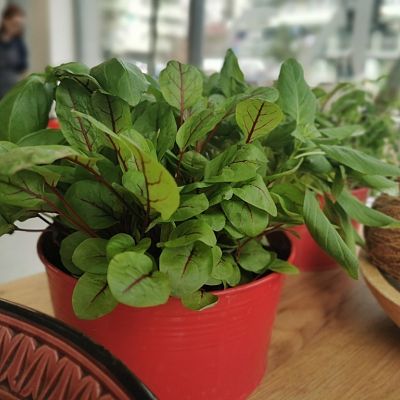 W zielonym zawsze do twarzy