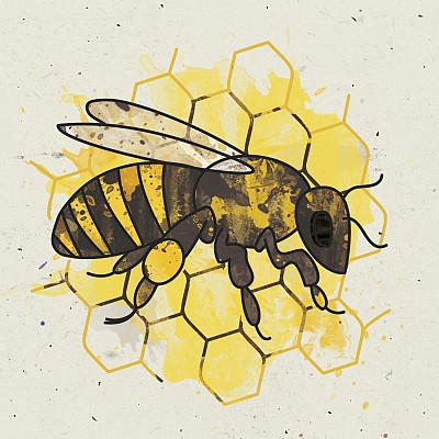 Grafika: Pszczoła miodna